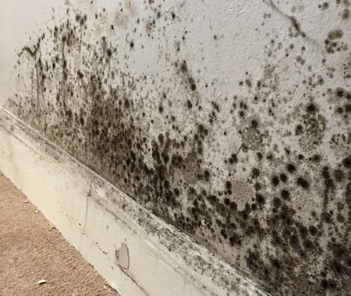 DIY Black Mould Removal
