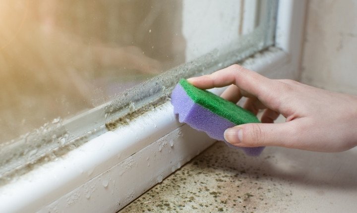 Why Is Mould Removal Treatment Necessary